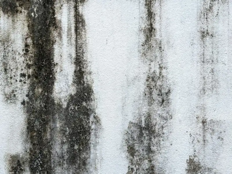 White wall with heavy black mould growth
